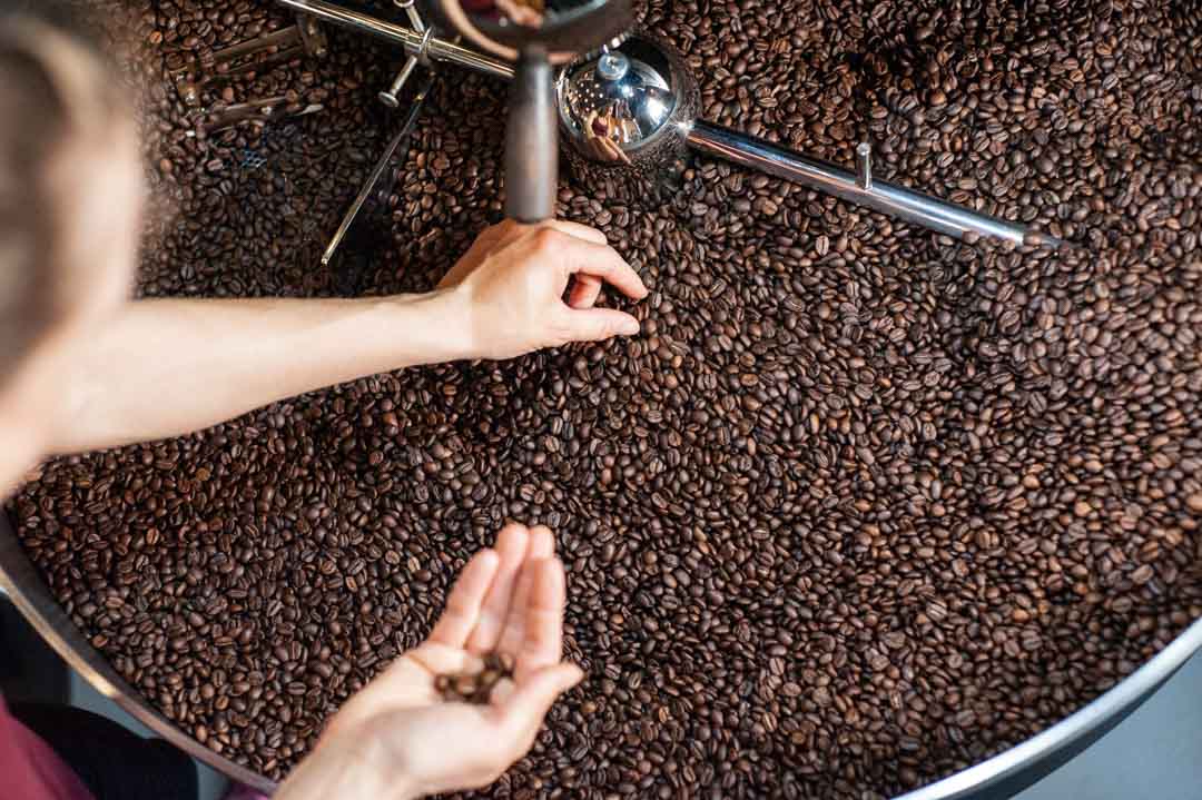 Durch Handselektion werden Defektbohnen aussortiert